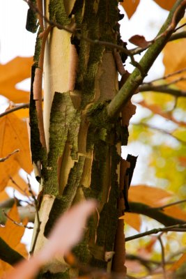 Platanus orientalis - platan východní - borka podzim